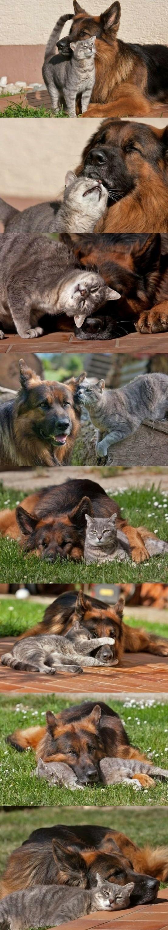 Cuddly Dog and Cat Friendship