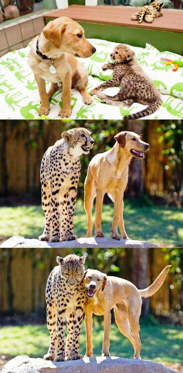Leopard Dog Friendship