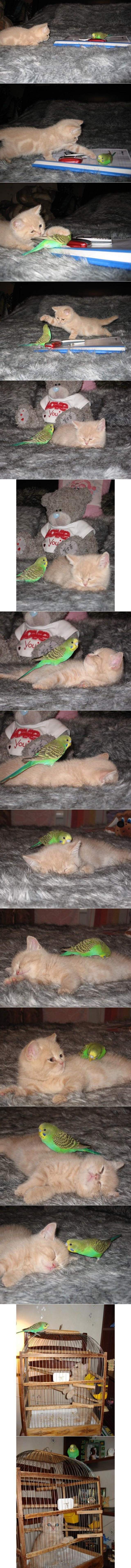 Hilarious Parakeet and Kitten Friends