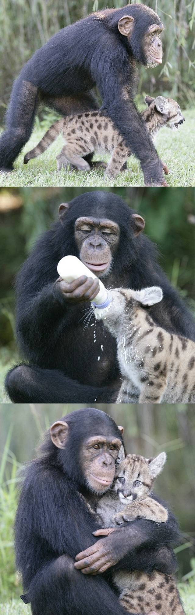 Chimpanzee Raises Puma Cub
