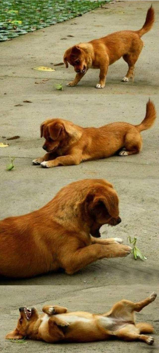Puppy Praying Mantis Unusual Animal Friendships