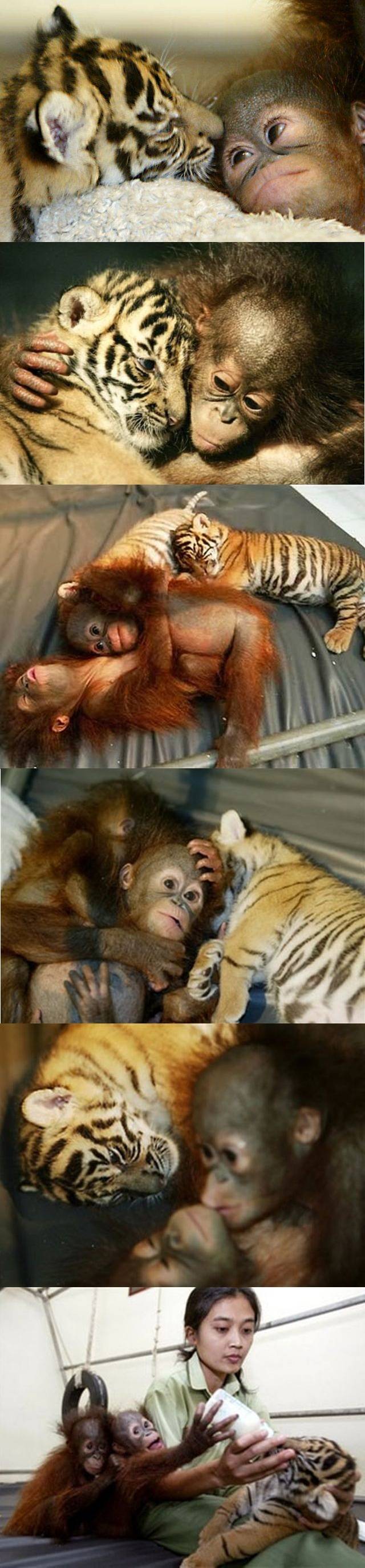 Orangutan Helps Hand Raise Tiger Cubs
