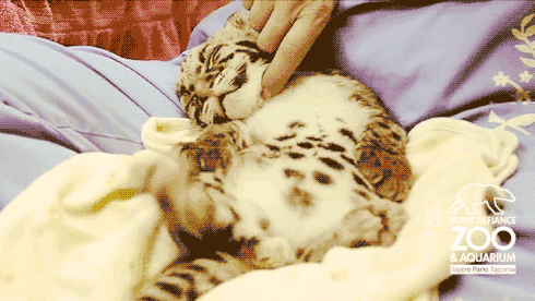 Cutest Animal GIFs Cheetah Cub Scratch