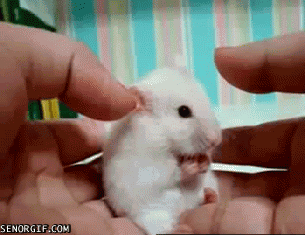 Shocked Hamster GIF