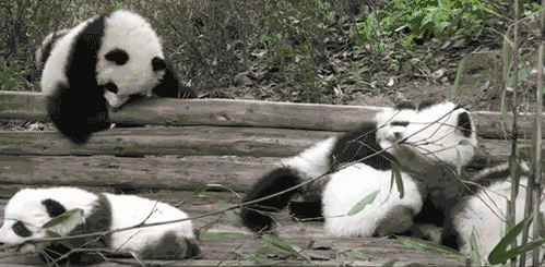 Panda Party GIF