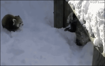 Red Pandas Play In The Snow GIF