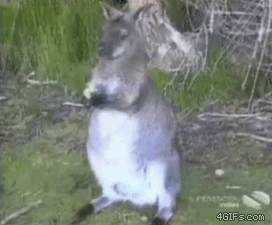 Sad Wallaby Cutest Animal GIFs