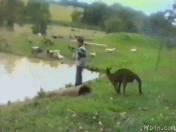 Kangaroo Push GIF