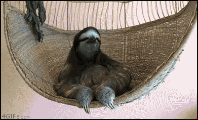 Funniest Animal Chilling Sloth