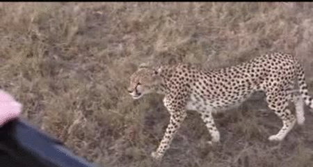 Suddenly A Cheetah GIF
