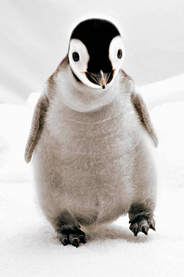 Adorable Penguin Baby