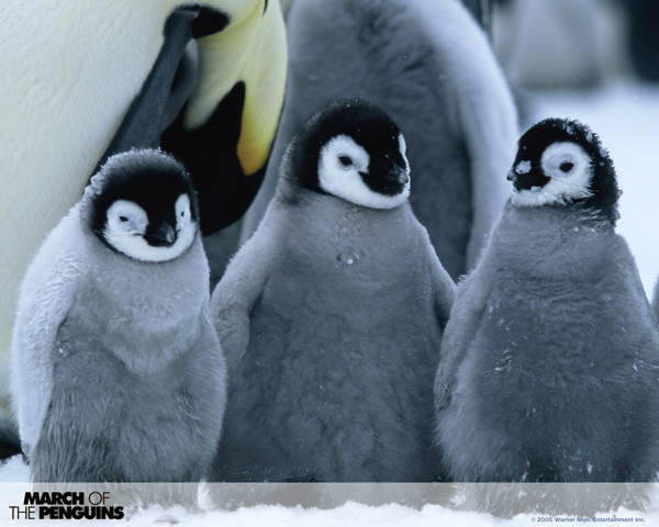 Cutest Baby Penguins