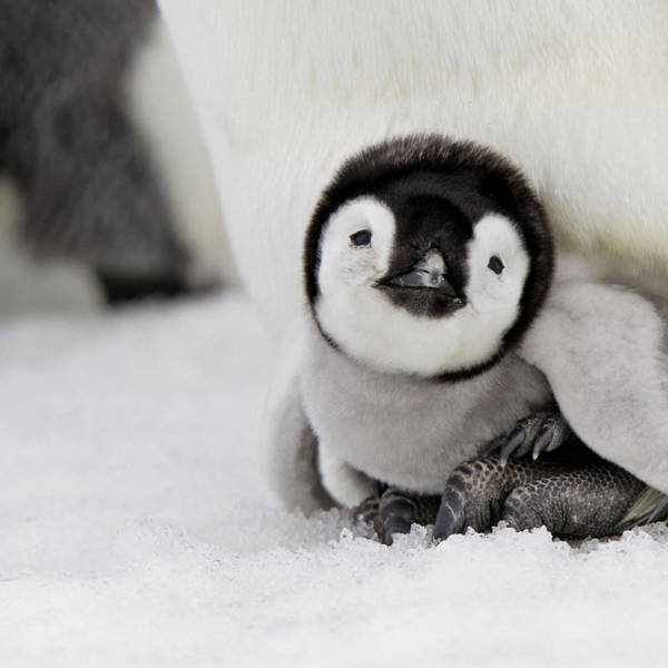 Adorable Penguins