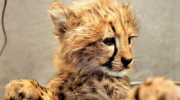 Baby Savanna Animals Cheetah