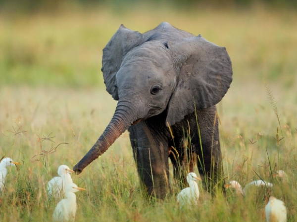 Baby Savanna Animals Elephant