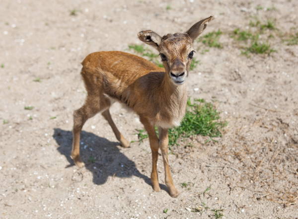 Baby Savanna Animals Gazelle