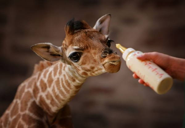 Baby Savanna Animals Giraffe