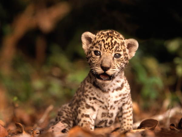 Baby Savanna Animals Jaguar
