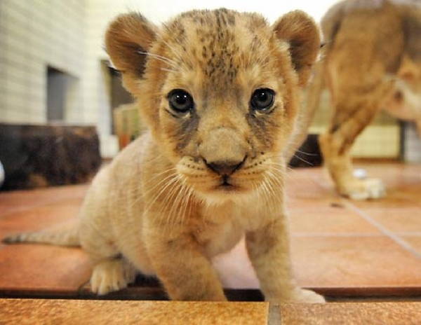 Baby Savanna Animals Lion