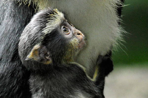 Baby Savanna Animals Monkey