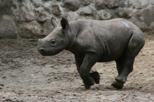 Baby Savanna Animals Rhino
