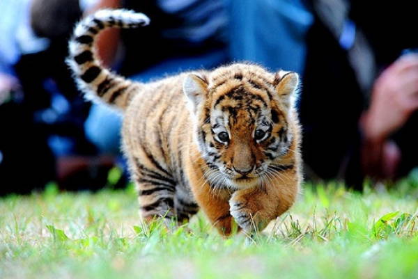 Baby Savanna Animals Tiger