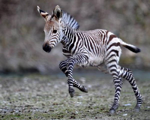 Baby Savanna Animals Zebra