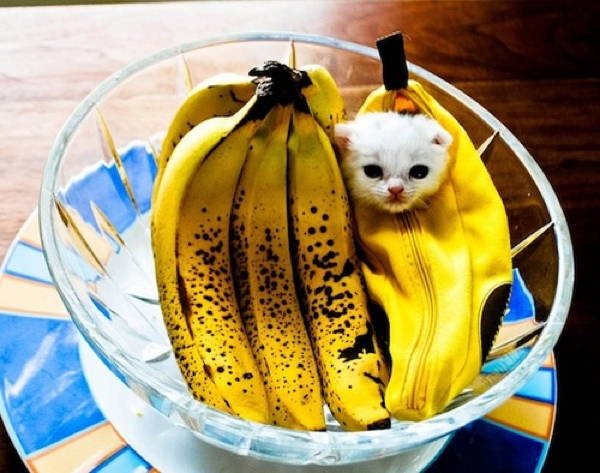 Ridiculous Cat Costume Banana
