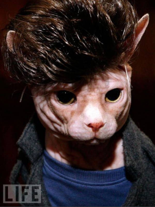 Ridiculous Cat Costume James Dean