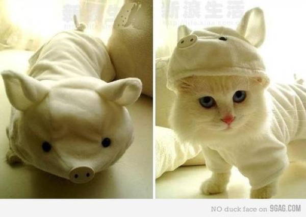 Ridiculous Cat Costume Pigs