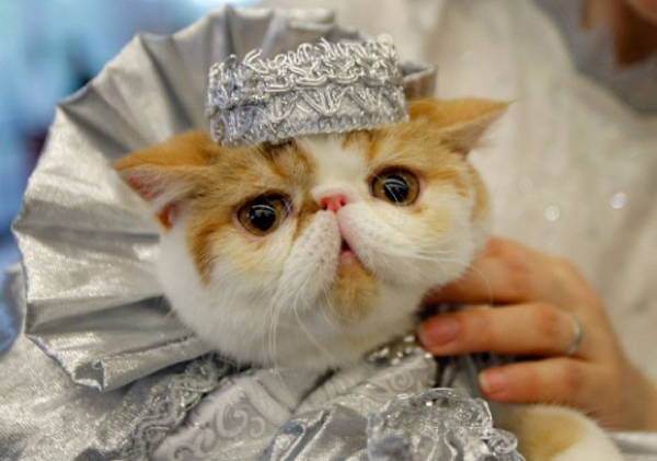 Ridiculous Cat Costume Princess