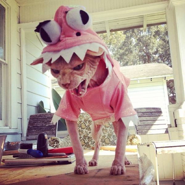 Ridiculous Cat Costume Rage