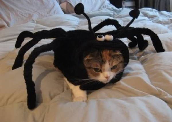 Ridiculous Cat Costume Spider