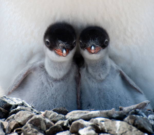 Cutest Baby Penguins