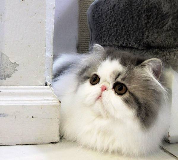 Fluffy Cat Hope
