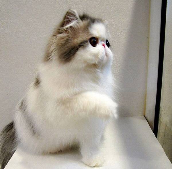 Cute Cat Hope