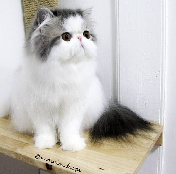 Fluffiest Cats Instagram Hope