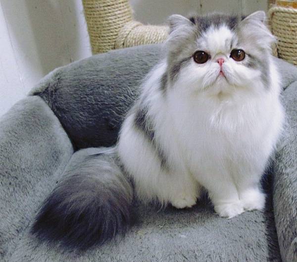 Hope Fluffiest Cats On Instagram