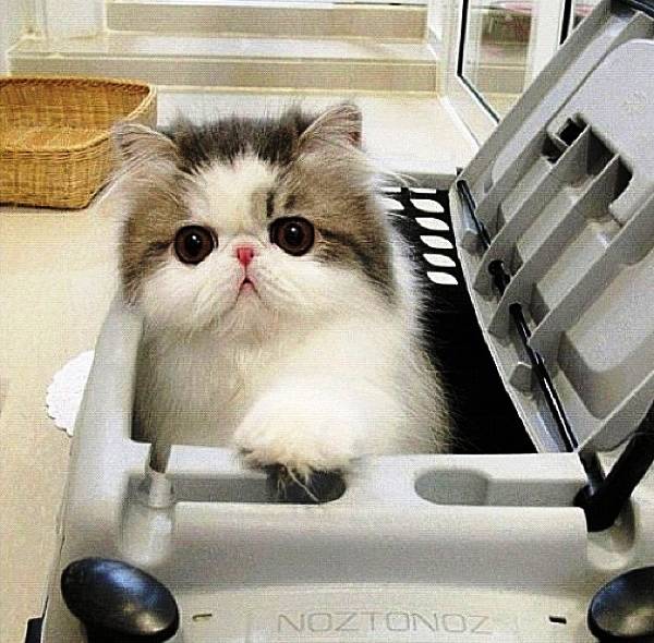 Fluffy Cat of Instagram Hope