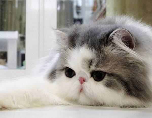 Fluffy Instagram Cat