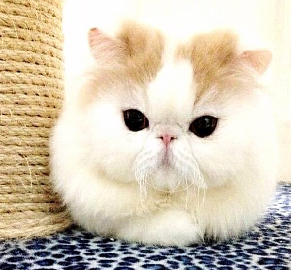Fluffiest Cat on Instagram