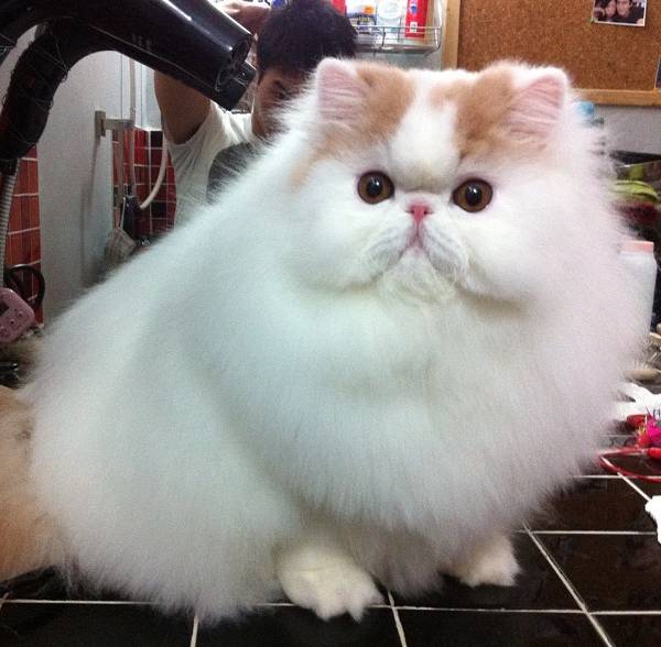 Fluffy Cat Iliad