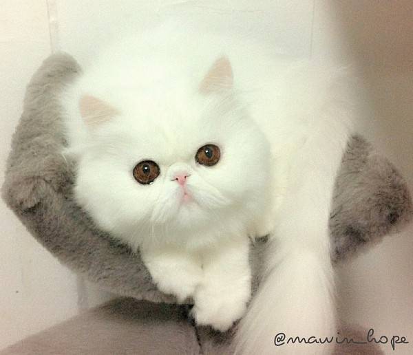 Fluffy Cat Themis