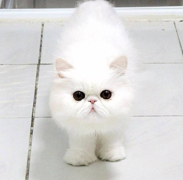 Cutest Cat on Instagram Themis