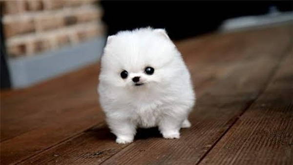 Fluffy White Puppy