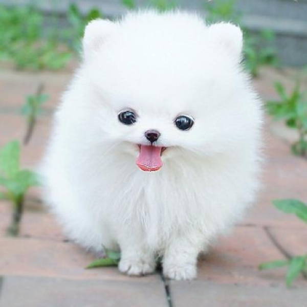 Fluffiest Dogs White Puppy