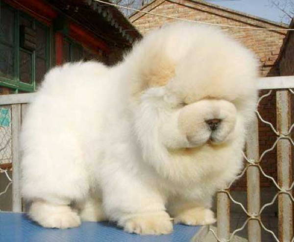 Fluffy Dog Chow Chow