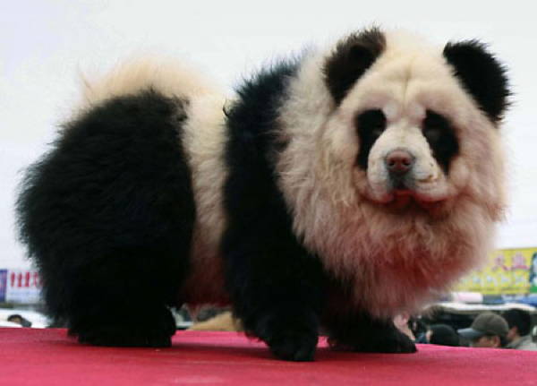 Fluffy Dog Panda Dog