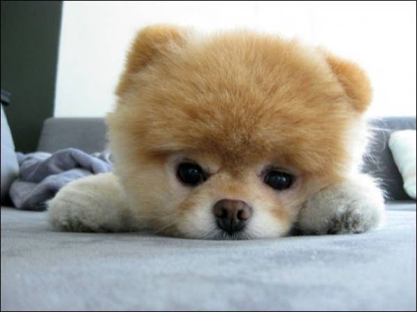 Fluffy Orange Puppy