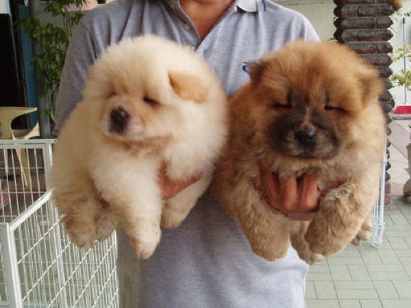 Fluffy Chow Chow Puppies